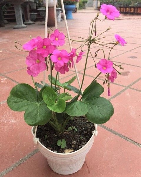 Bulbos de trébol gigante (Oxalis Bowiei)