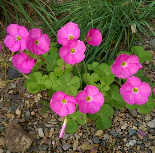 Bulbos de trébol gigante (Oxalis Bowiei)
