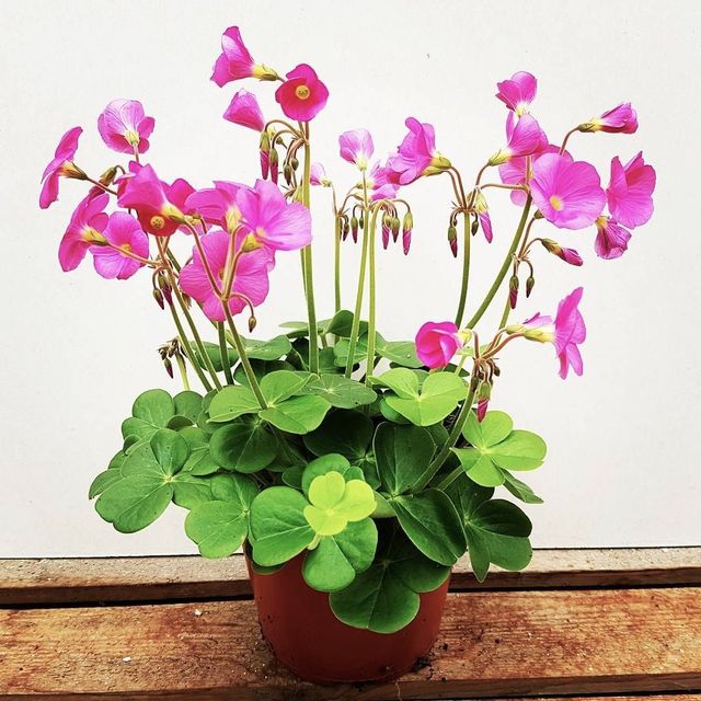 Bulbos de trébol gigante (Oxalis Bowiei)