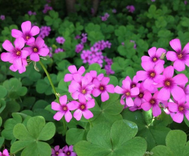 Bulbos de trébol gigante (Oxalis Bowiei)