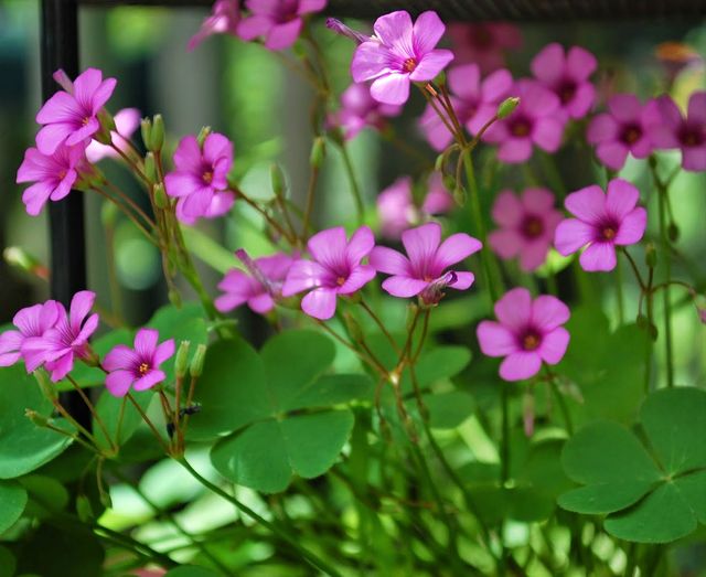 Bulbos de trébol gigante (Oxalis Bowiei)