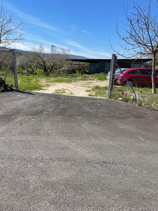 300 olivos + de 45 años y casita se puede hacer