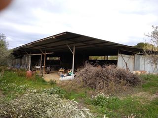 300 olivos + de 45 años y casita se puede hacer