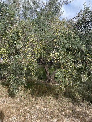 300 olivos + de 45 años y casita se puede hacer