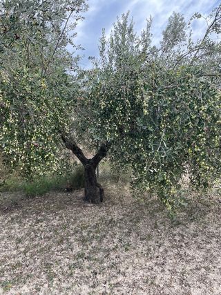 300 olivos + de 45 años y casita se puede hacer