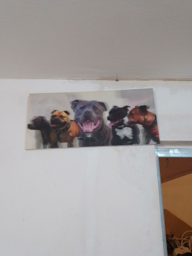 Canvas vinilo djs y perros