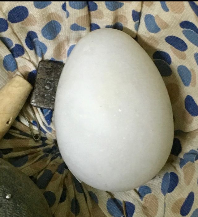 Huevo de costura blanco. 