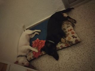 Residencia/guardería/paseo mascotas