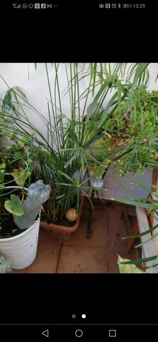 PLANTA NATURAL SOMBRILLITAS