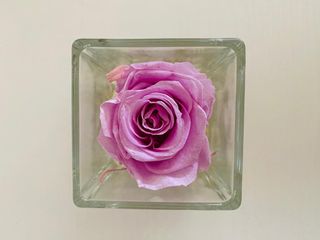 Rose disidratate
