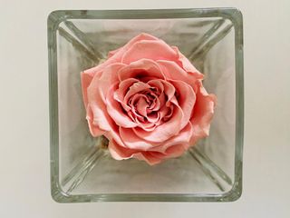 Rose disidratate