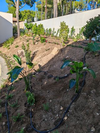 Jardín,podas y limpiezas