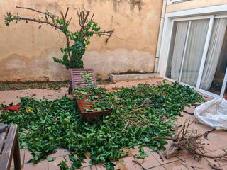 Jardín,podas y limpiezas