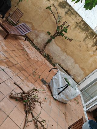 Jardín,podas y limpiezas