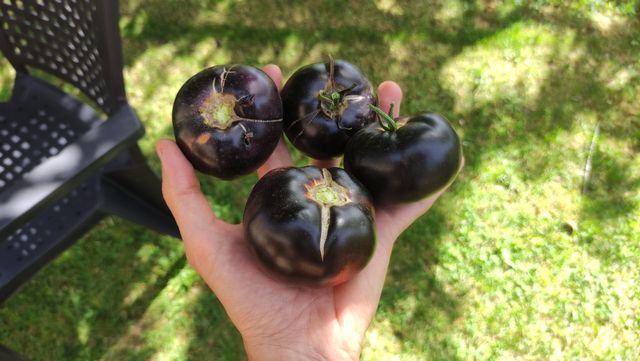 Semillas de tomate Black Beauty