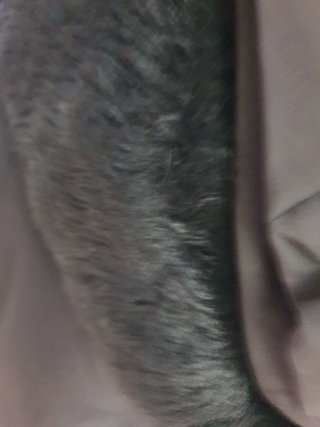 Chaqueton