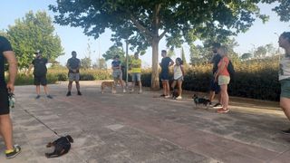 Adiestramiento canino y paseadores caninos.