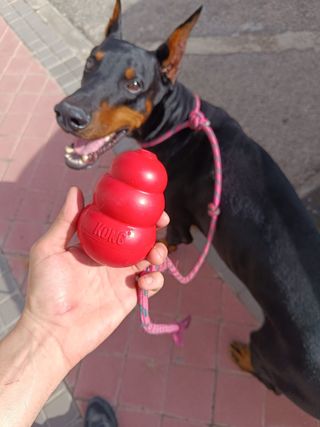 Adiestramiento canino y paseadores caninos.