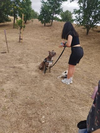 Adiestramiento canino y paseadores caninos.