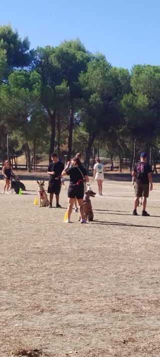 Adiestramiento canino y paseadores caninos.