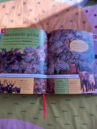 2 libros infantiles sobre animales