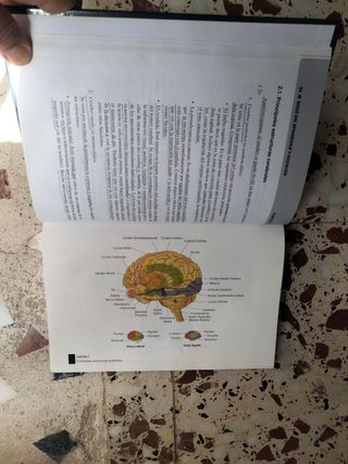 Bases de aprendizaje y educación 