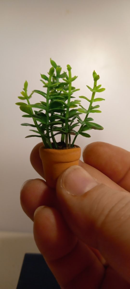 Planta pequeña en miniatura