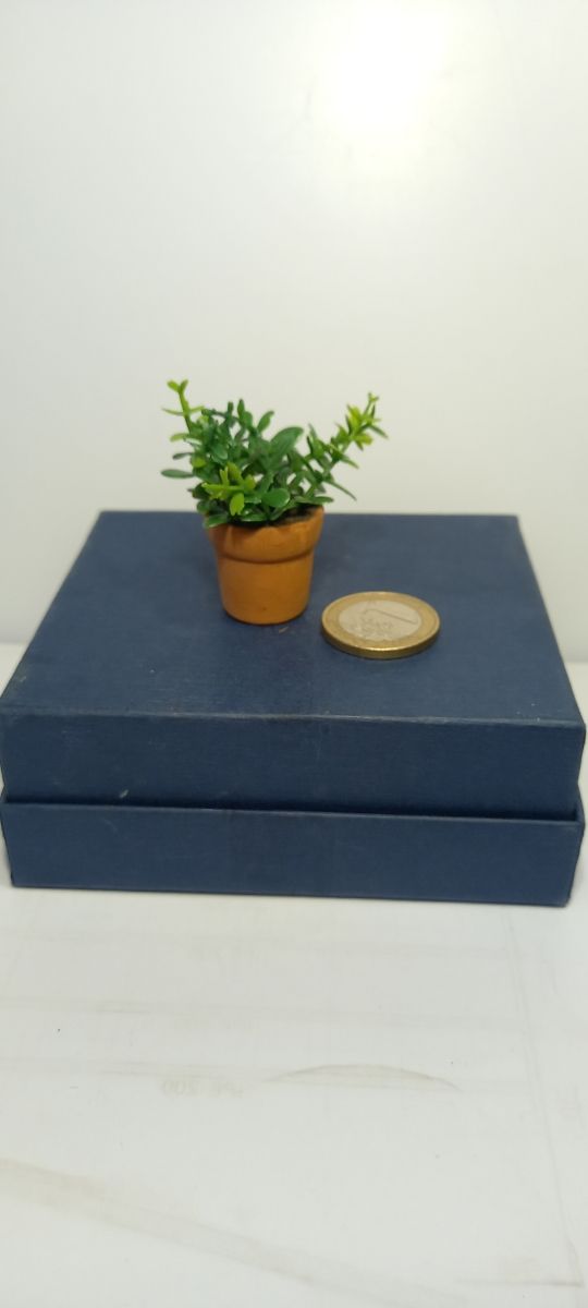 Planta grande en miniatura