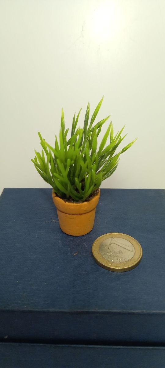 Planta grande en miniatura