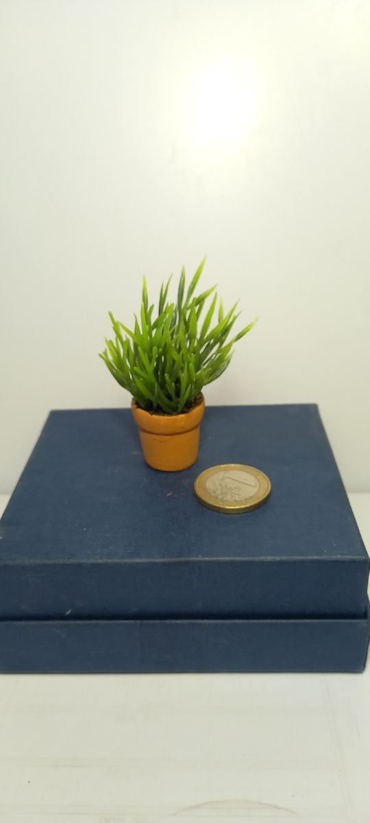 Planta grande en miniatura
