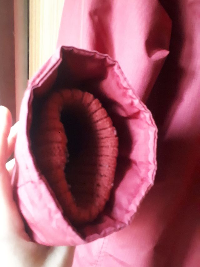 Parka hollister granate