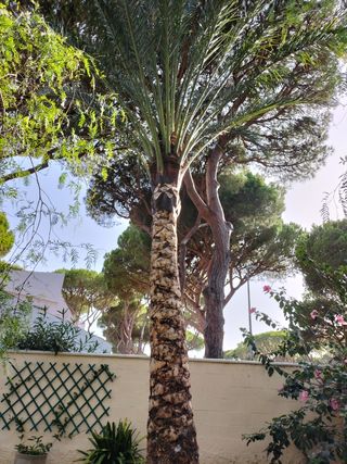 se realiza trabajos de jardinería