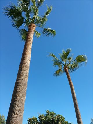 se realiza trabajos de jardinería