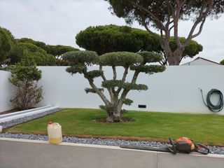 se realiza trabajos de jardinería