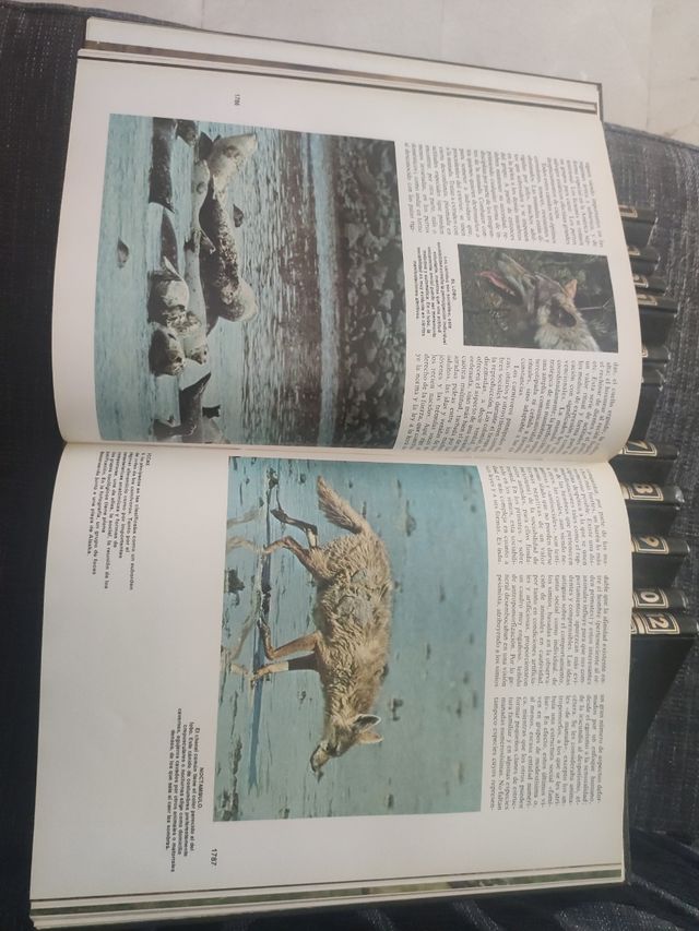 Enciclopedia Il meraviglioso regno animale