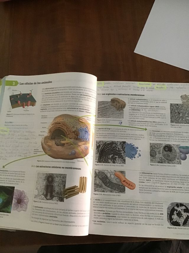 biologia y geologia 1 bachillerato sm