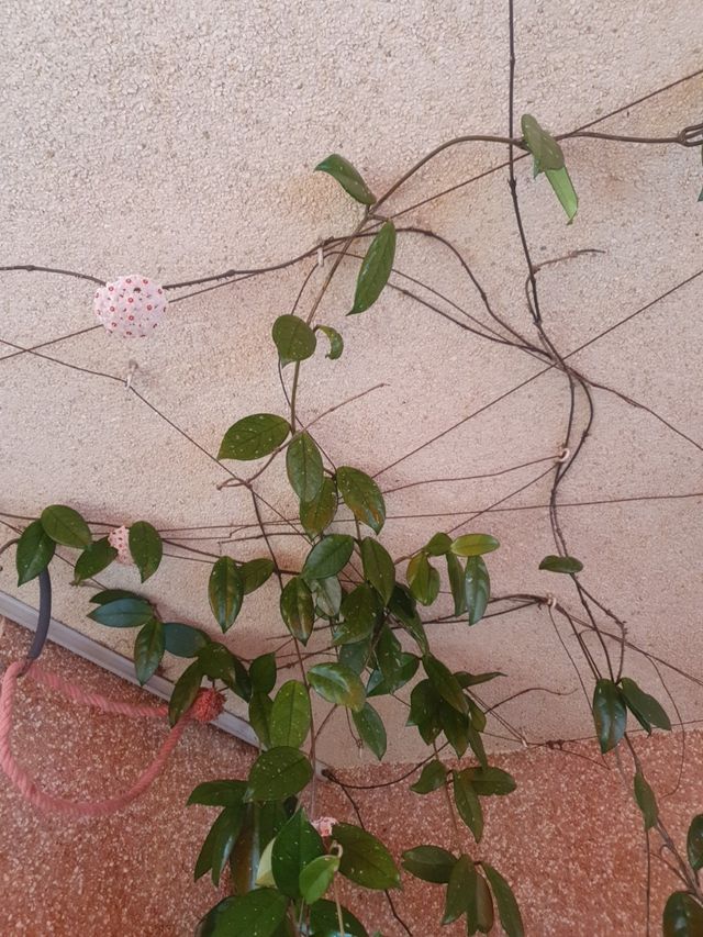 ESQUEJE DE PLANTA DE CERA. NECTAR DULCE.  LLAMAR