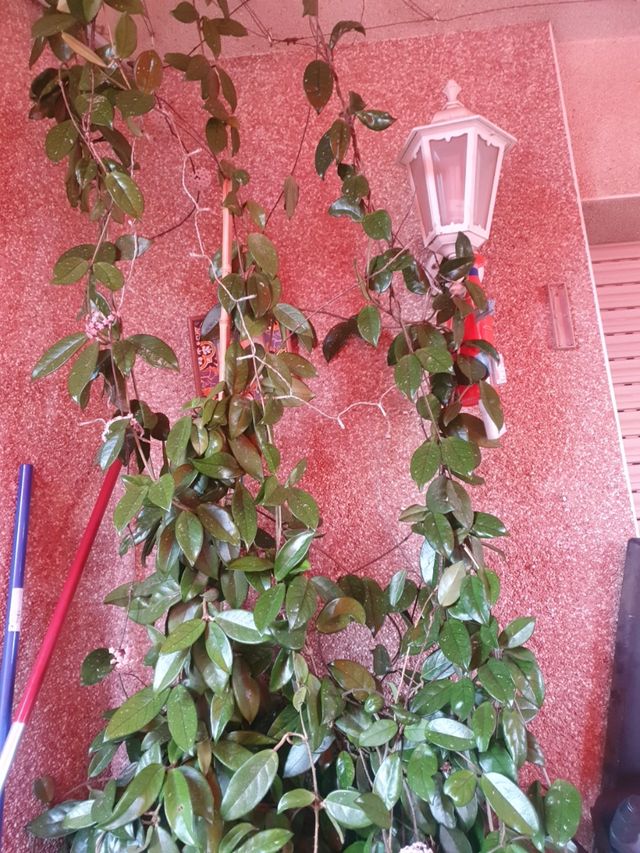 ESQUEJE DE PLANTA DE CERA. NECTAR DULCE.  LLAMAR