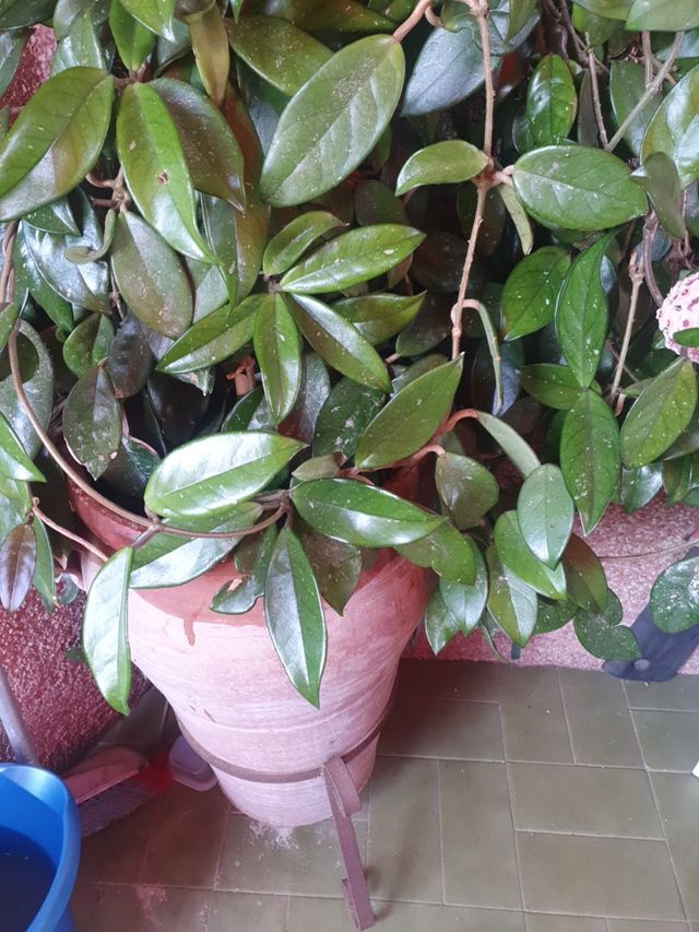 ESQUEJE DE PLANTA DE CERA. NECTAR DULCE.  LLAMAR