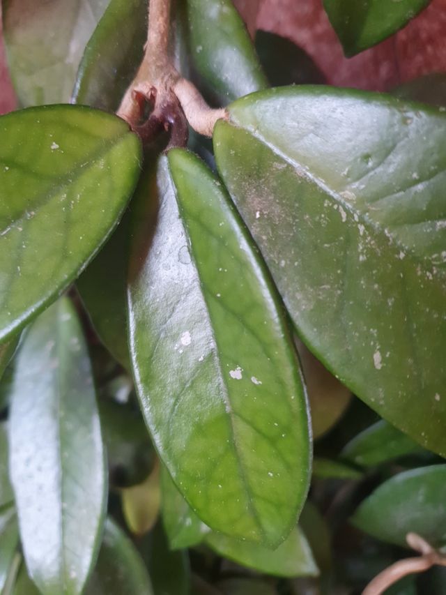 ESQUEJE DE PLANTA DE CERA. NECTAR DULCE.  LLAMAR