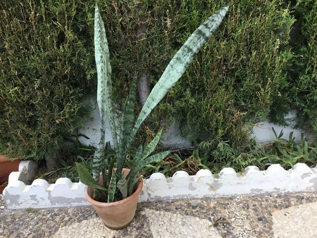 VASO PER PIANTE SANSEVIERIA