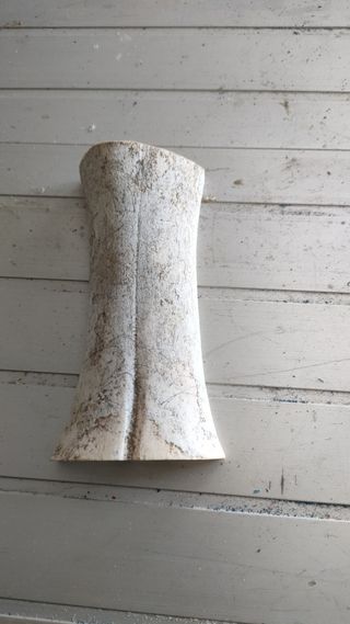 Venta de hueso de toro para guitarra