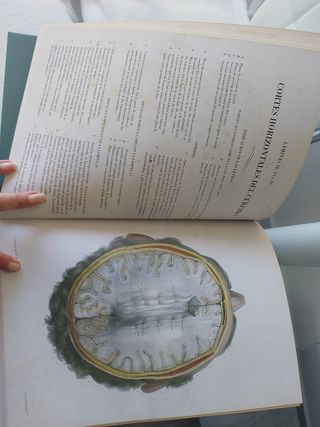 Libro Anatomia del Hombre
