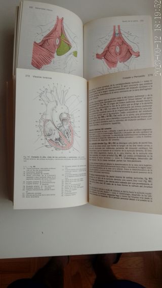 Manual de Anatomía Humana.H.Frick....