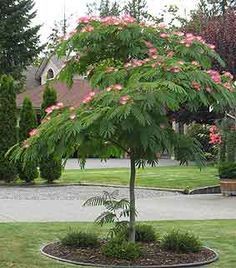 Semillas del árbol de la seda 