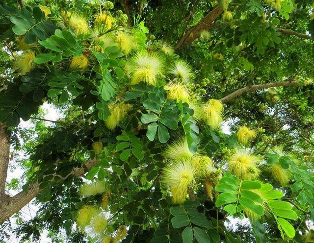 Semillas del árbol de la seda 