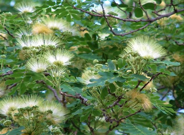 Semillas del árbol de la seda 