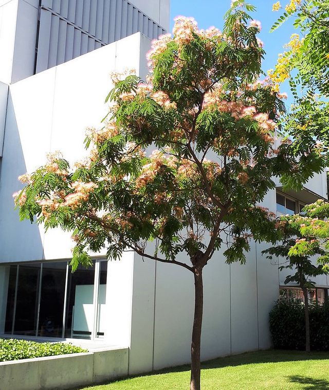 Semillas del árbol de la seda 
