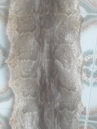 Pieles serpiente