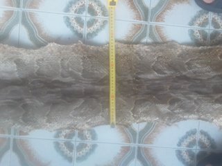 Pieles serpiente
